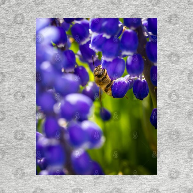 Honey Bee On Blue Flowers by Robert Alsop